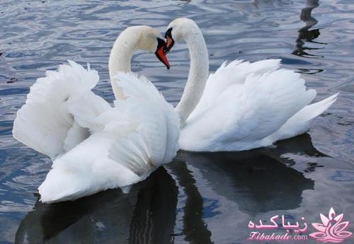 پرندگان زیبا