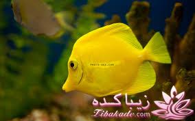 دنیای زیر آب