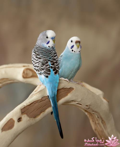 پرندگان زیبا