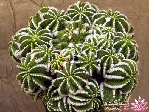 گیاهان آپارتمانی 