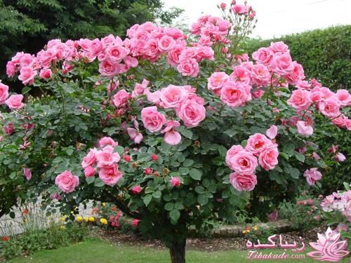 هر کی امروز تولدش بیاد تو ....