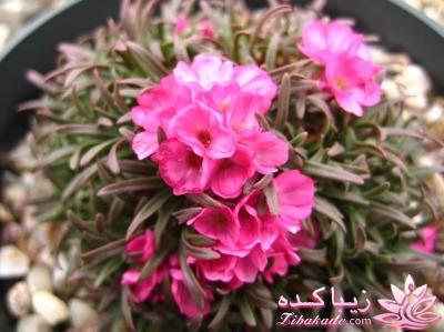 گیاهان آپارتمانی 