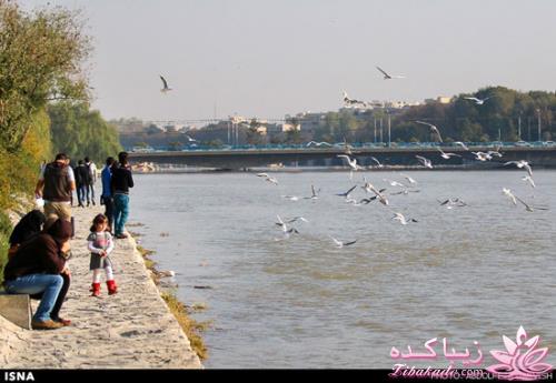 زاینده رود میزبان پرندگان مهاجر 