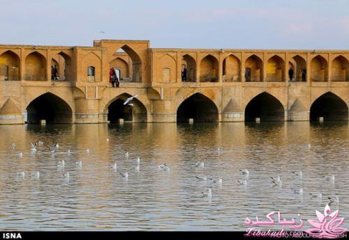 زاینده رود میزبان پرندگان مهاجر 