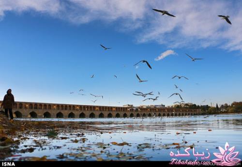 زاینده رود میزبان پرندگان مهاجر 