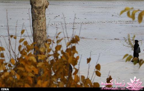 زاینده رود میزبان پرندگان مهاجر 