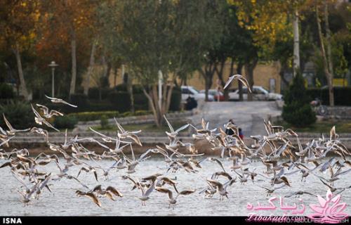 زاینده رود میزبان پرندگان مهاجر 