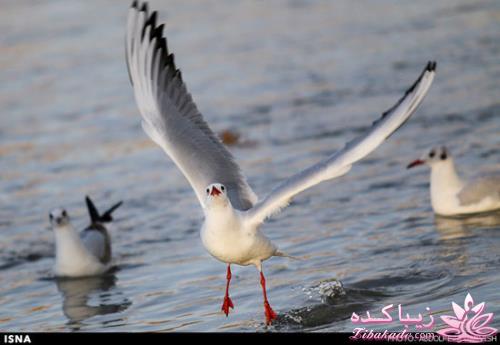 زاینده رود میزبان پرندگان مهاجر 