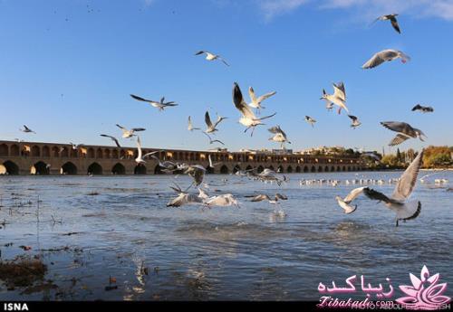 زاینده رود میزبان پرندگان مهاجر 