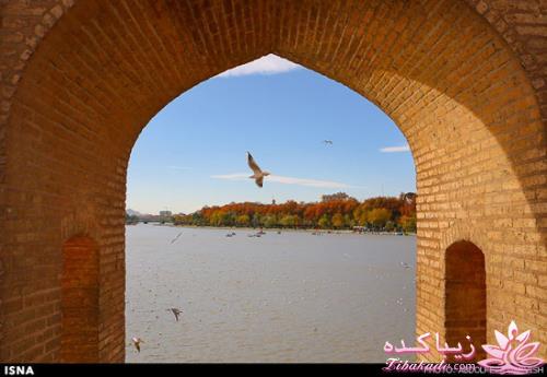 زاینده رود میزبان پرندگان مهاجر 