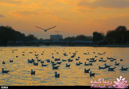 زاینده رود میزبان پرندگان مهاجر 