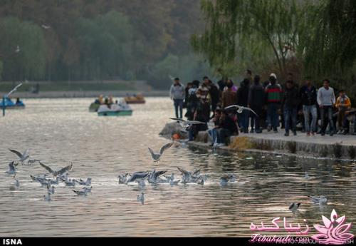 زاینده رود میزبان پرندگان مهاجر 