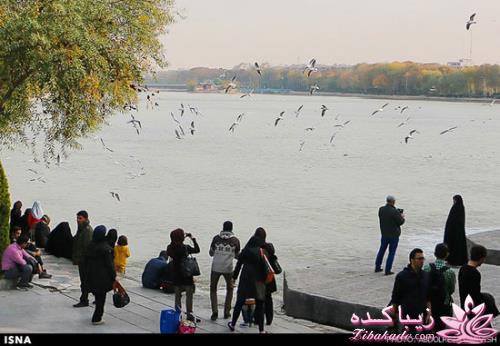 زاینده رود میزبان پرندگان مهاجر 