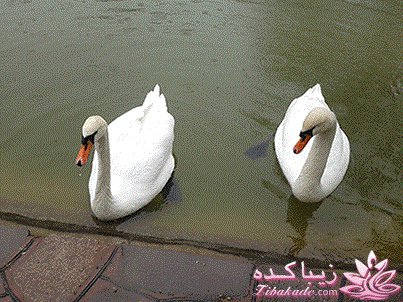 .:آلبوم عکسهای خودگرفته ما:.