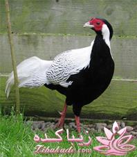 پرندگان زیبا