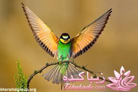 پرندگان زیبا