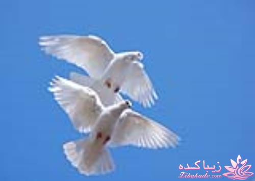 پرندگان زیبا