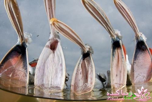 تصاویر دنیای حیوانات ( فرارو )