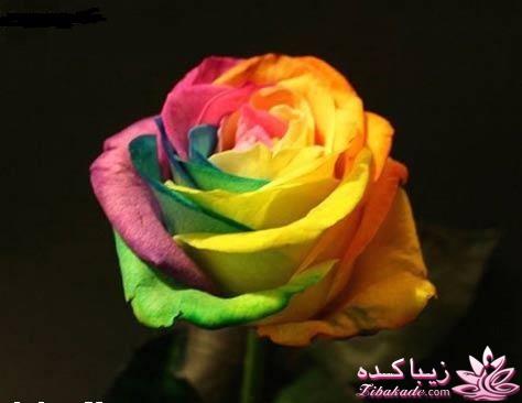 رنگ مو، آموزش ترکیب رنگ مو