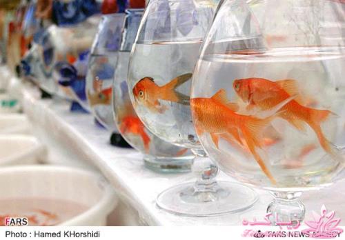 ♥♥♥ عیدانه (سال 1393) ♥♥♥ 