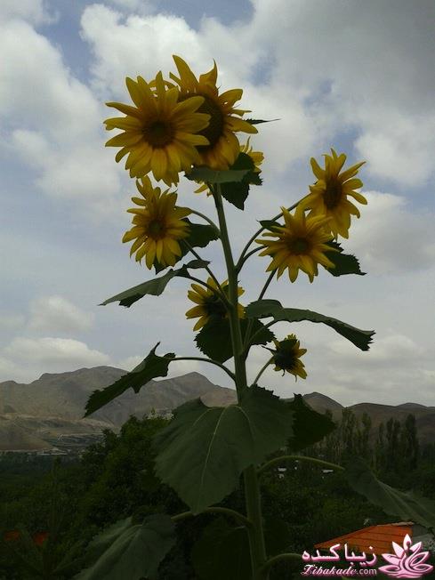 .:آلبوم عکسهای خودگرفته ما:.