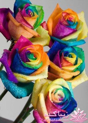 زود بیاتو کمکم کن