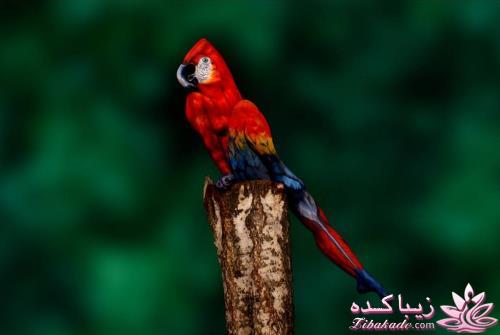 تست هوش جالب