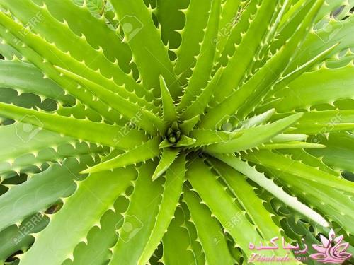 گیاهان آپارتمانی 