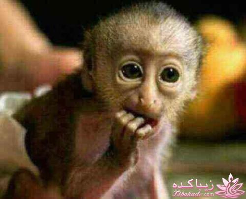 اینـــــا (خانم ها) وووووووو اونـــــــا (آقایون) ------"شوخی و خنده"