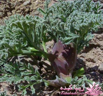 آشنایی با غذاهای محلی