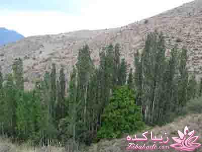.:آلبوم عکسهای خودگرفته ما:.
