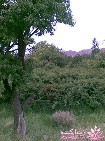 .:آلبوم عکسهای خودگرفته ما:.