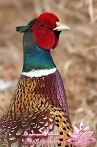 پرندگان زیبا