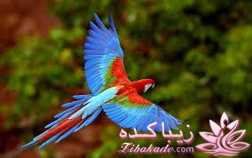 پرندگان زیبا