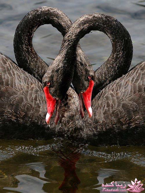 پرندگان زیبا