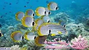 دنیای زیر آب