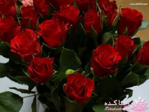 كافه گفت وگو ...