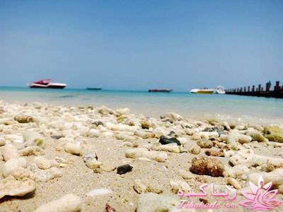 .:آلبوم عکسهای خودگرفته ما:.