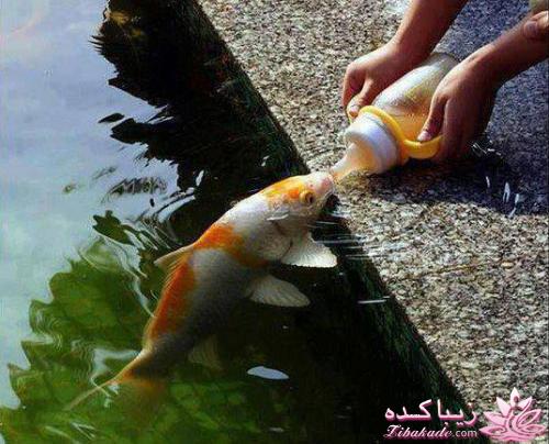 عکس های جالب