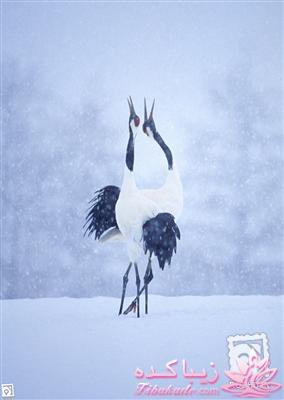 تصاویر دنیای حیوانات ( فرارو )