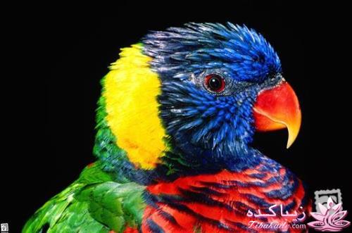 پرندگان زیبا