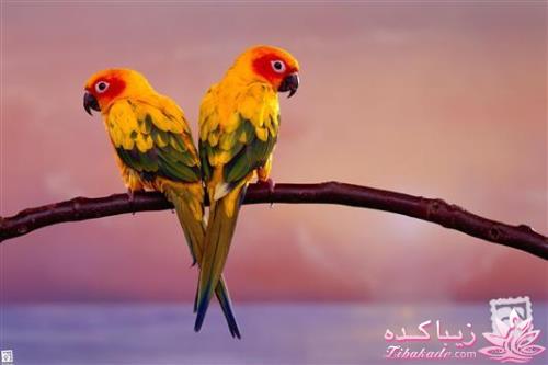 پرندگان زیبا