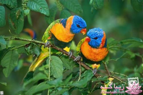 پرندگان زیبا