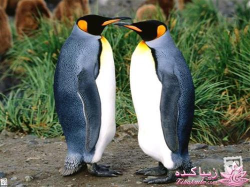 پرندگان زیبا