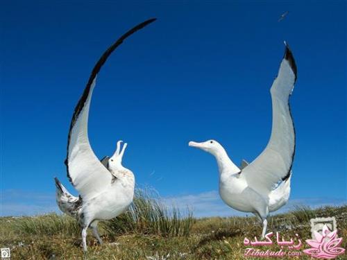 تصاویر دنیای حیوانات ( فرارو )