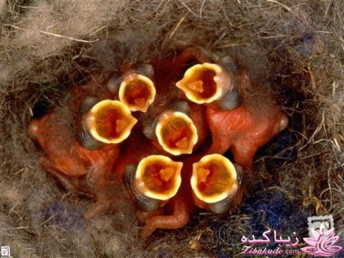 تصاویر دنیای حیوانات ( فرارو )