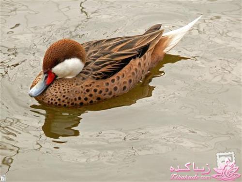 پرندگان زیبا