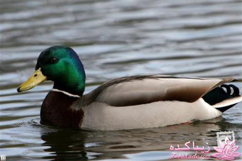 پرندگان زیبا