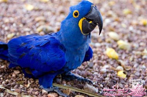 پرندگان زیبا