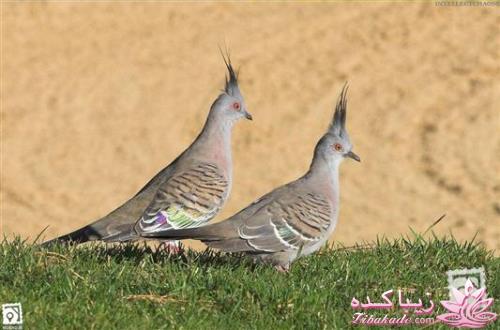 پرندگان زیبا